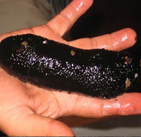 Sea cucumber